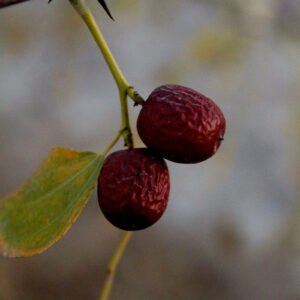 Good Quality ‌Jujube